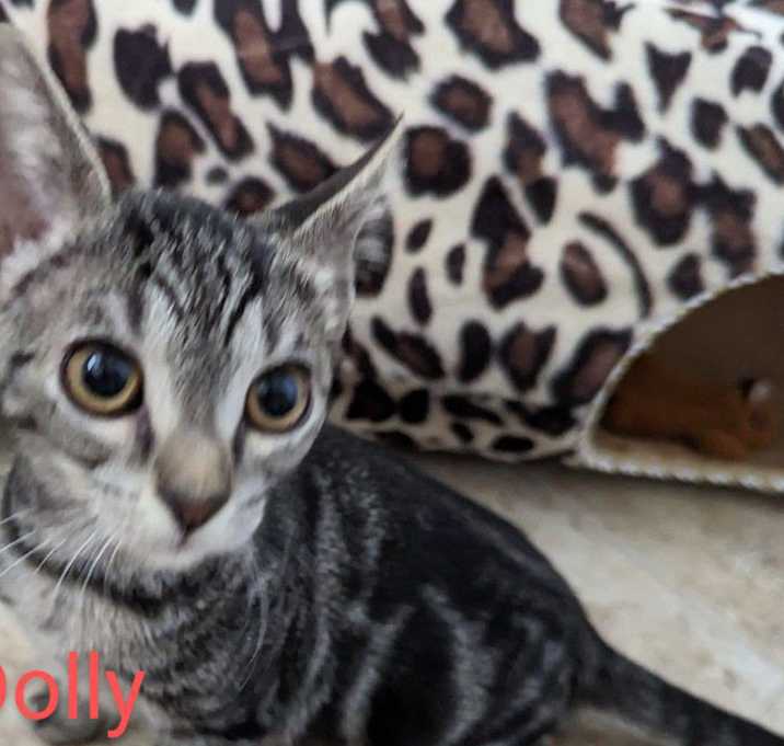 Photo of Dolly