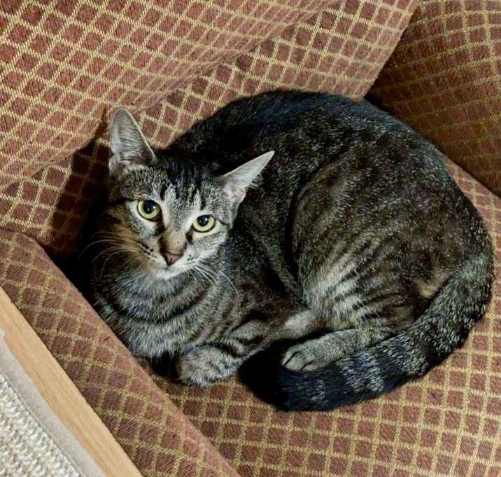 Photo of Peach