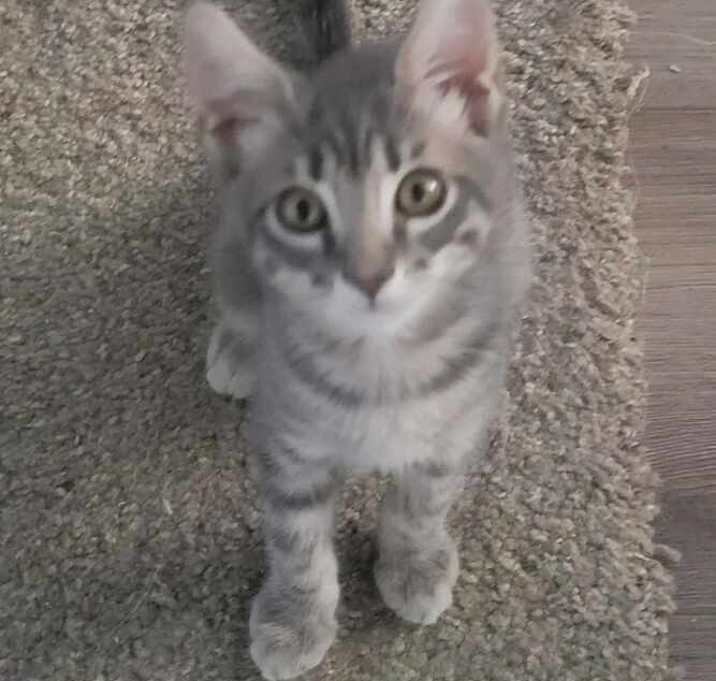 Photo of Havoc