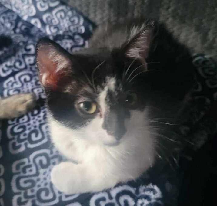 Photo of Gimmick