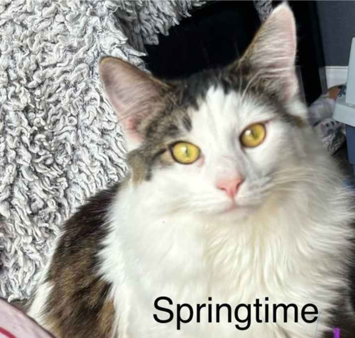 Photo of Springtime