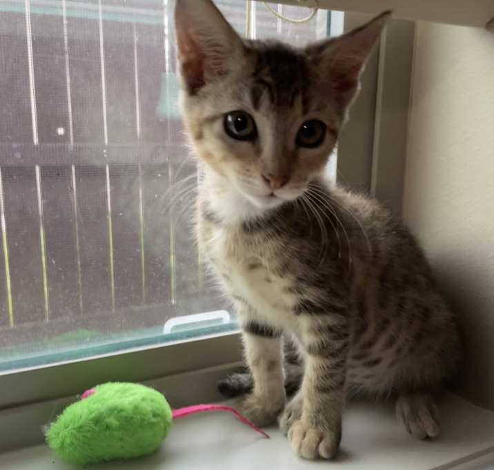 Photo of Tigger