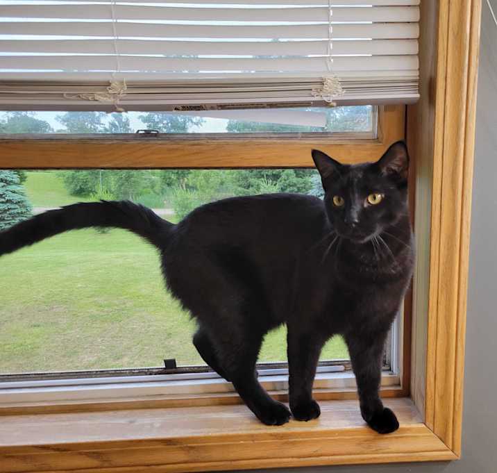 Photo of Shady