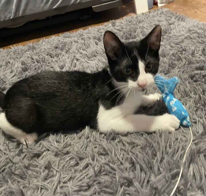 Photo of Tux