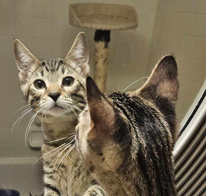 Photo of Rascal