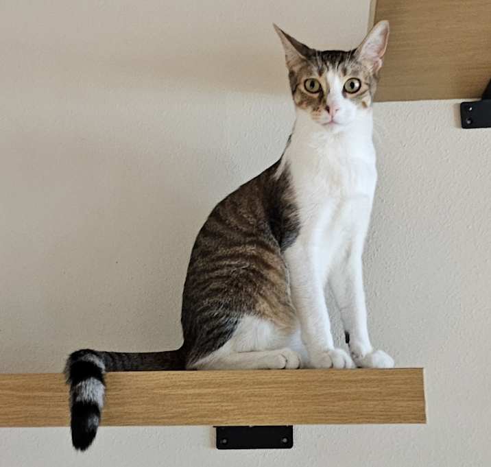 Photo of Shiloh