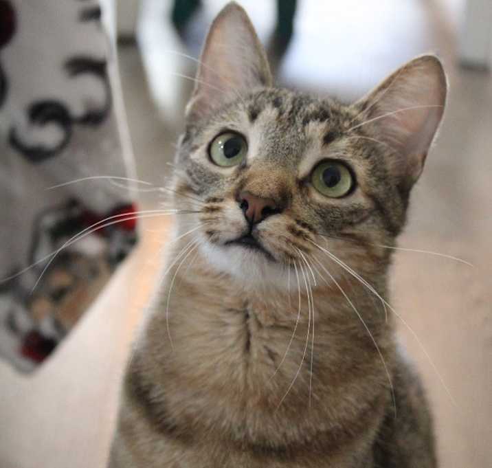 Photo of Tater