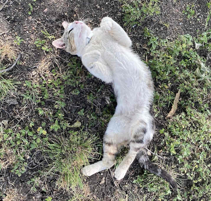 Photo of Daddy Cat