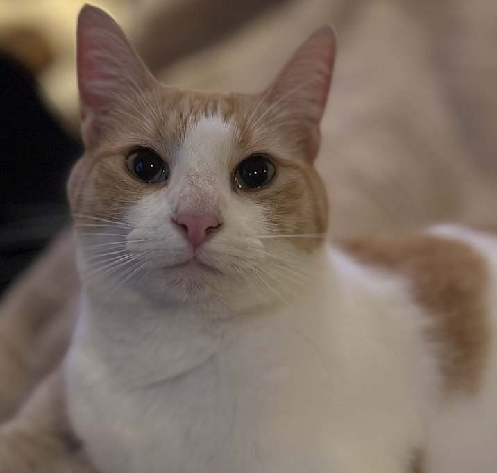 Photo of Tera - OR