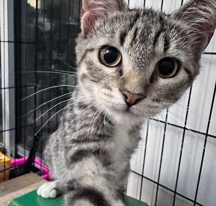 Photo of Darcy