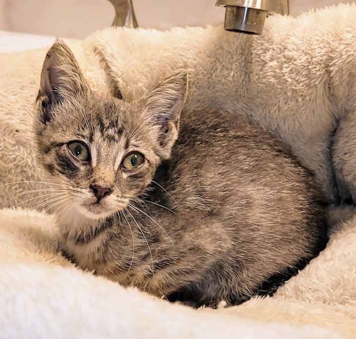 Photo of Petunia