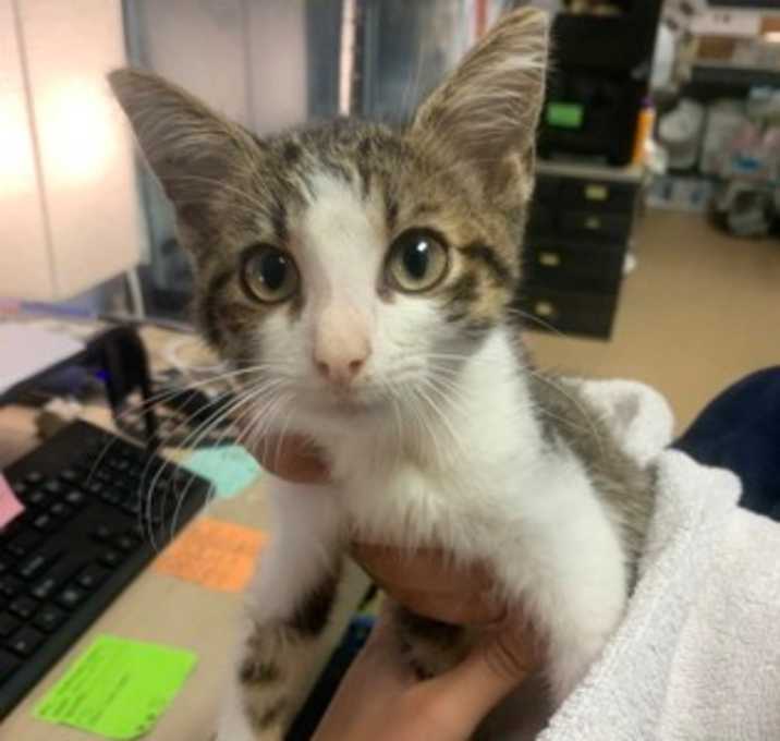 Photo of Knight - PREADOPTED