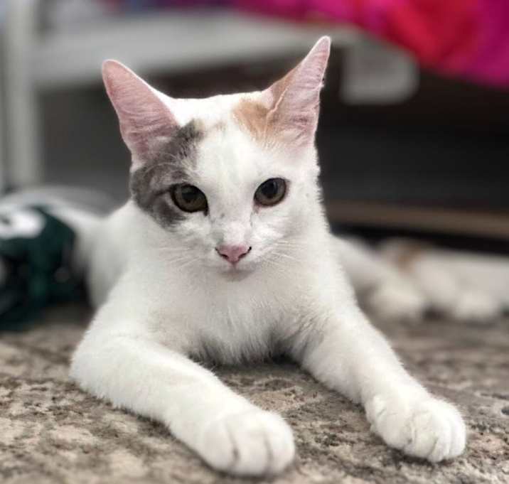 Photo of BELLA