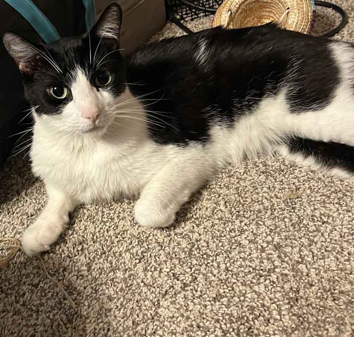 Photo of Buddy