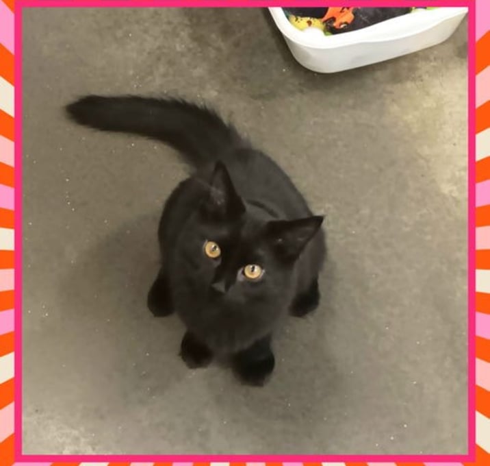 Photo of Jet PENDING ADOPTION