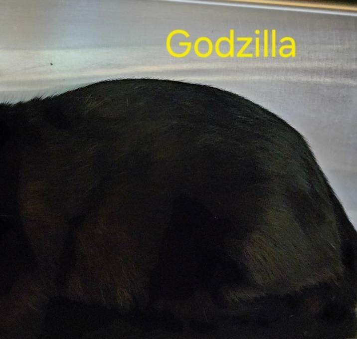 Photo of Godzilla