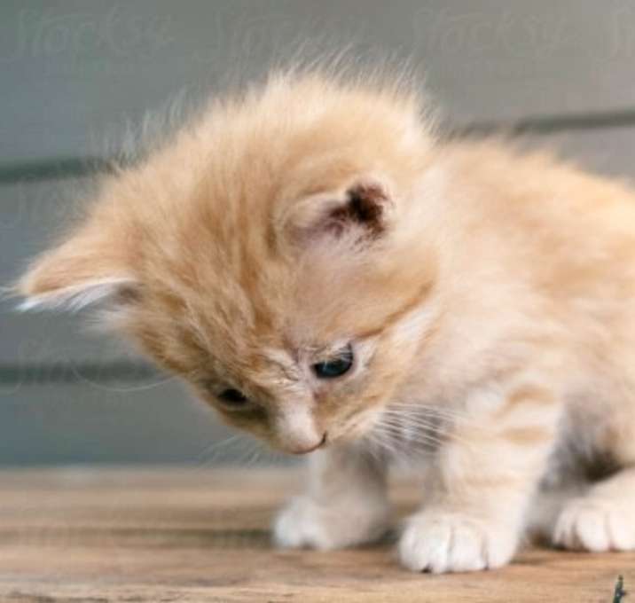 Photo of Cotton