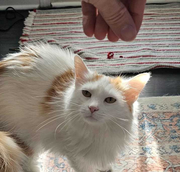 Photo of Buttermilk