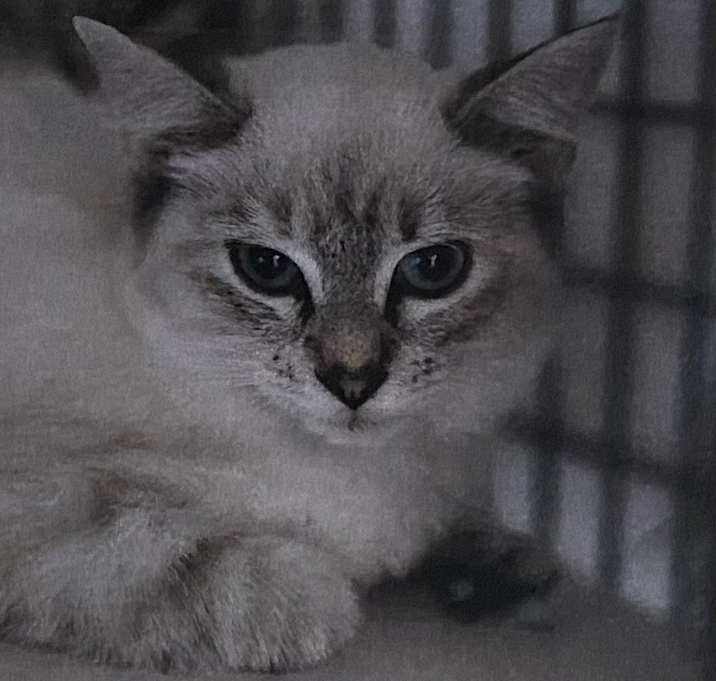 Photo of Lotus