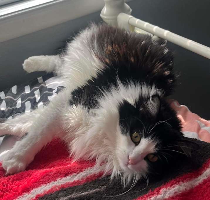 Photo of Skittles