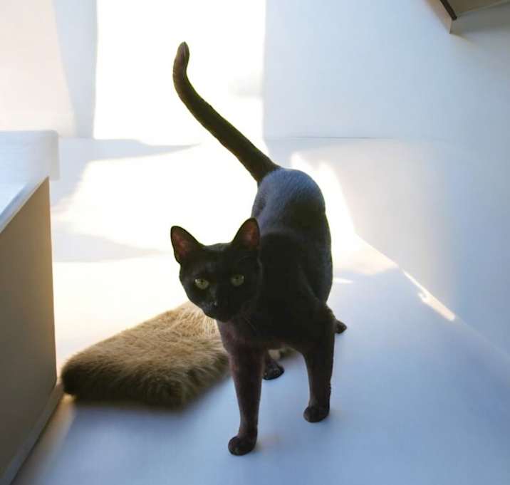 Photo of Nubbins