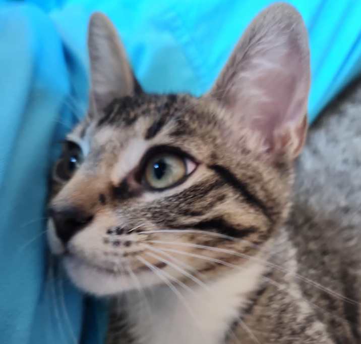 Photo of Muffy