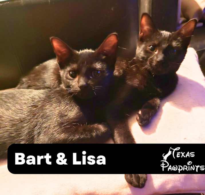 Photo of Bonded Bart & Lisa