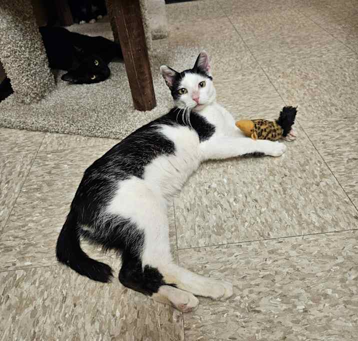 Photo of Snickers