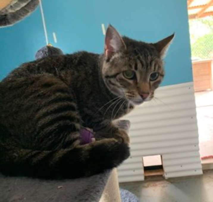 Photo of Pounce
