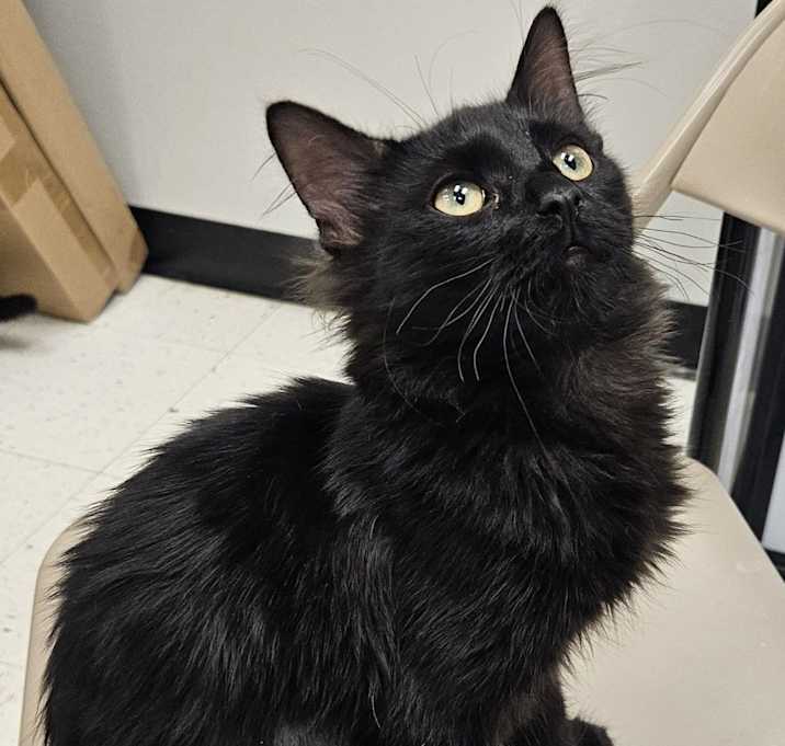 Photo of CALYPSO - Bonded with Montana