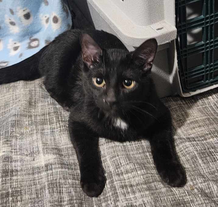 Photo of MONTANA - Bonded with Calypso