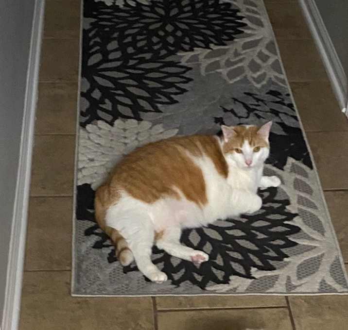 Photo of Luna