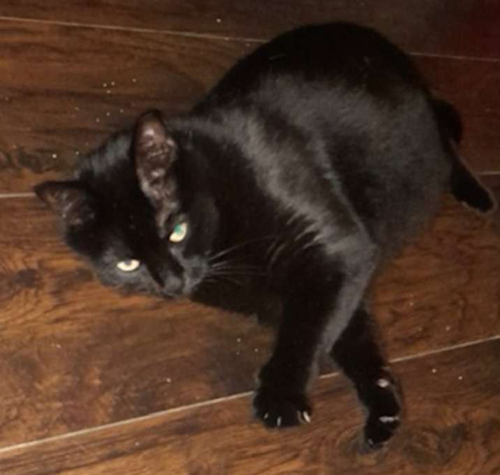 Photo of Sassy - Courtesy Post