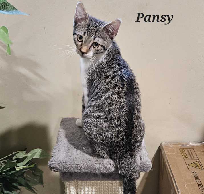 Photo of Pansy