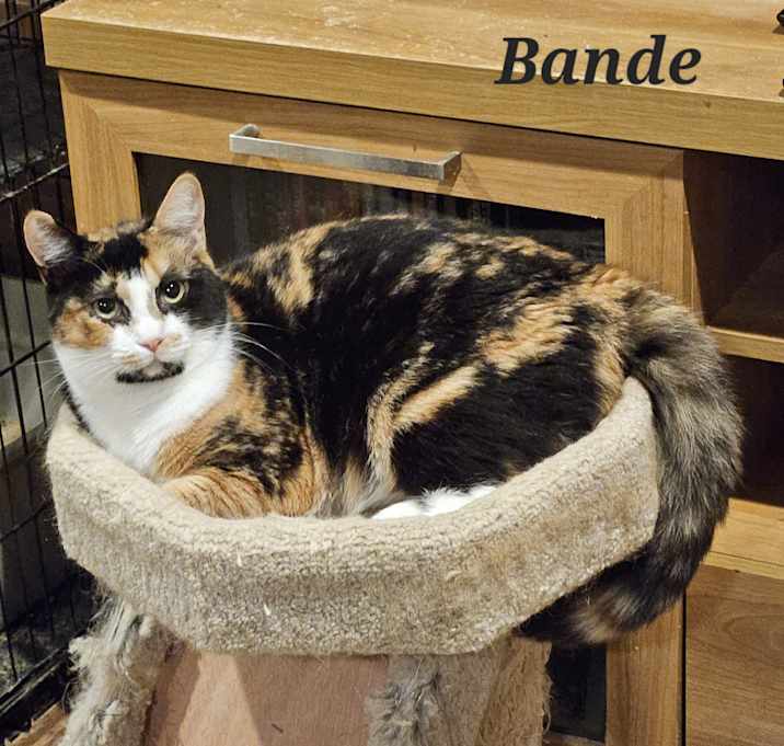Photo of Bande