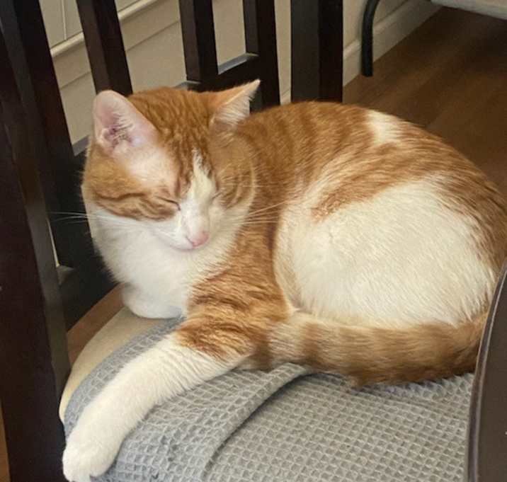 Photo of Nemo