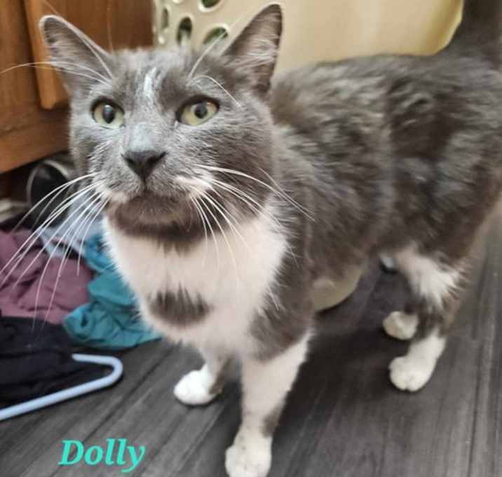 Photo of Dolly