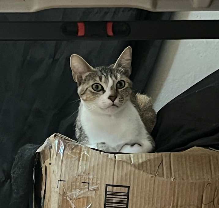 Photo of Tigger Mom