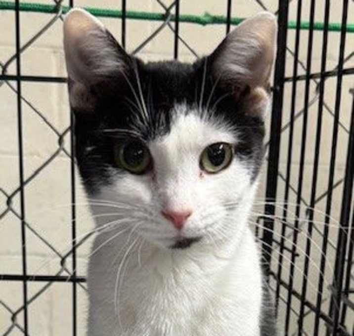 Photo of Baby Oleo