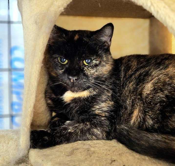 Photo of Sundae