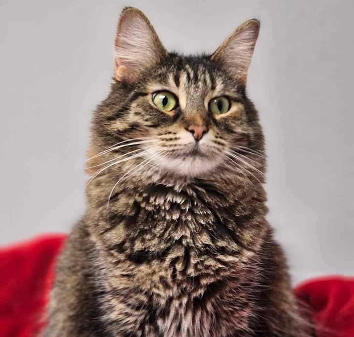 Photo of Missy Moo