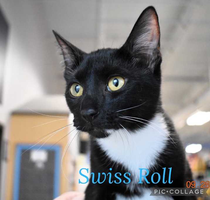 Photo of Swiss Roll