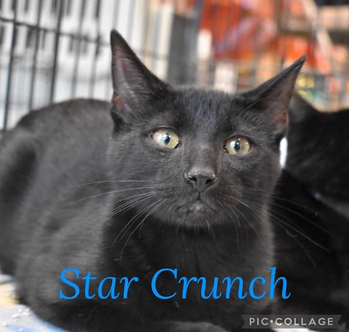 Photo of Star Crunch