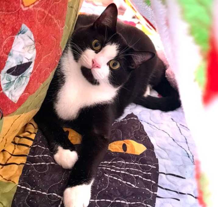 Photo of Orzo (Bonded with Fettuccine)