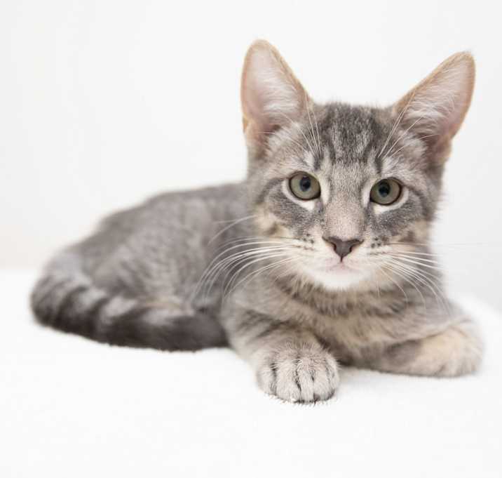 Photo of Thomas O'Malley