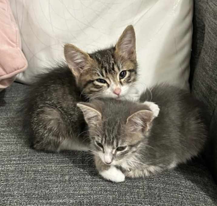 Photo of Baby siblings