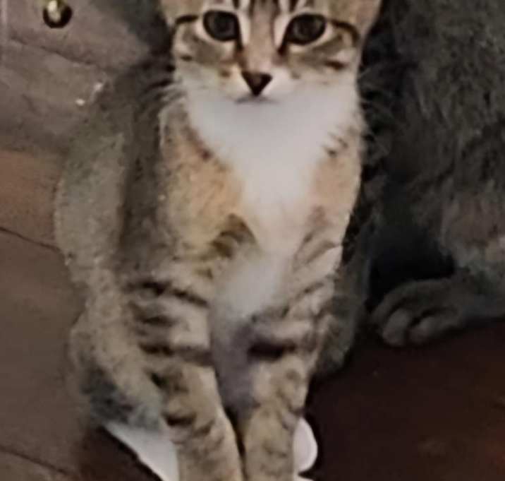 Photo of Olive