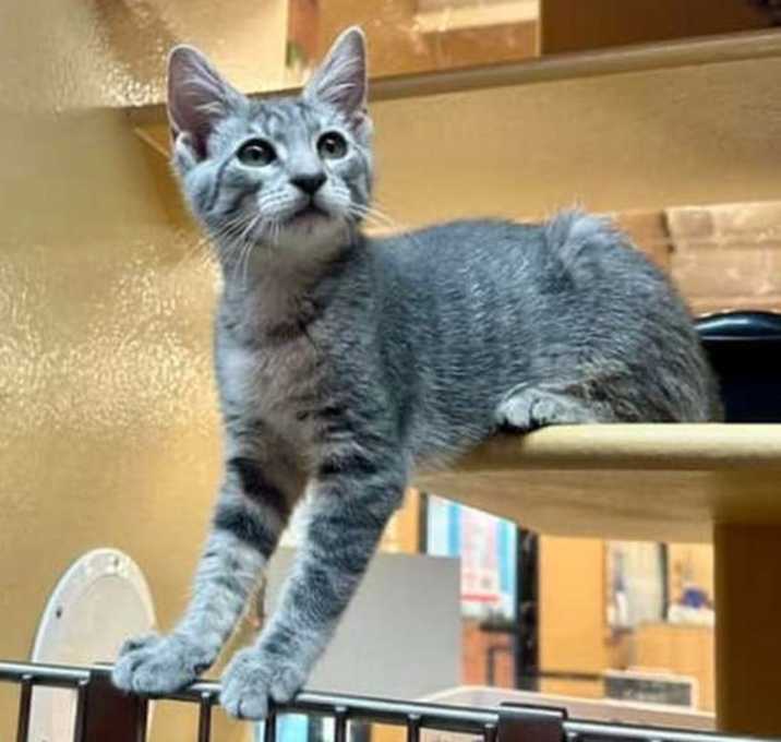 Photo of Buttercup