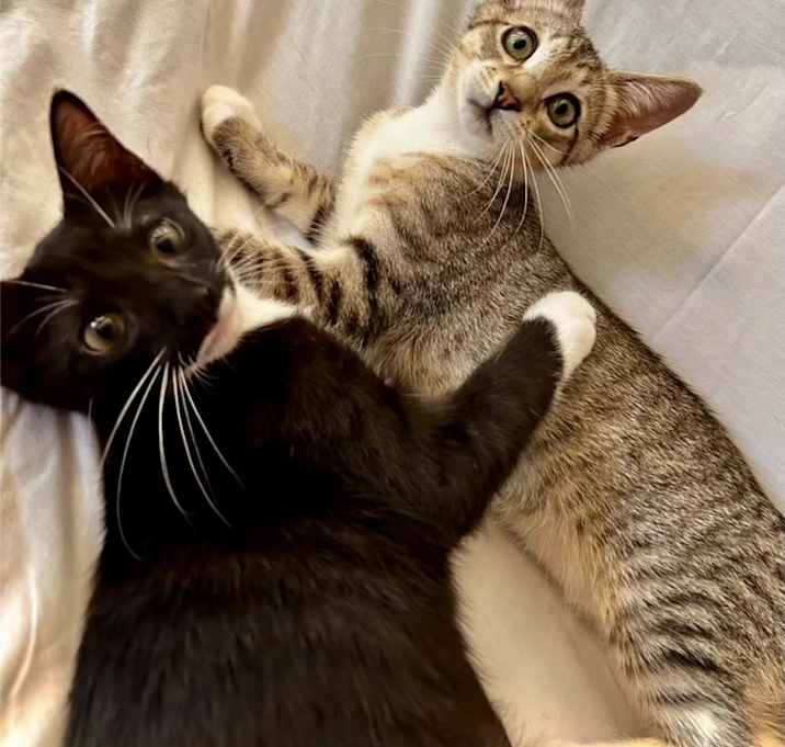 Photo of Alpha N Bravo