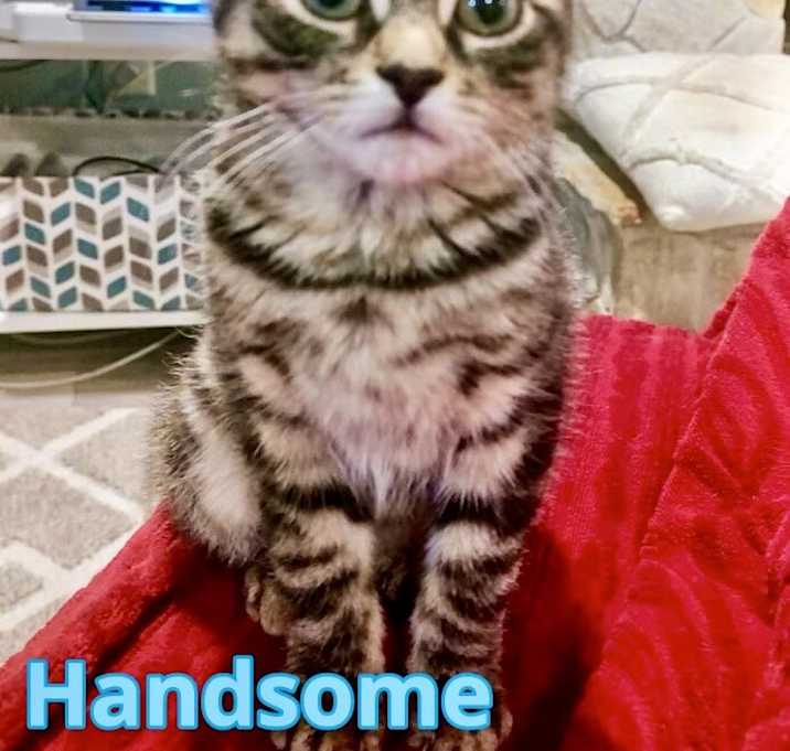 Photo of Handsome